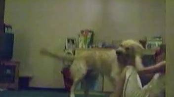 getting dog hard